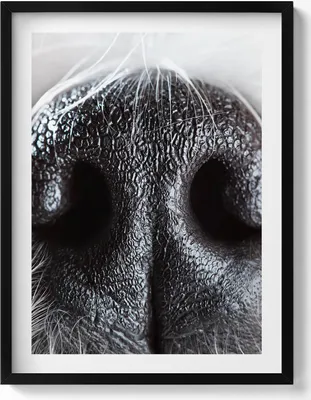 Produktbild von Nahaufnahme einer Tiernase– Wandbild mit Rahmen – Gerahmtes Bild  – Wanddekoration – 60x80 cm –  Schwarz Rahmen