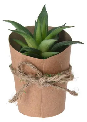 Image de Succulente en pot naturel, variante D