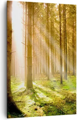 Produktbild von Bild auf Leinwand - Leinwandbild - Einteilig - Bäume Sonne Natur - 80x120cm - Wand Bild - Wanddeko - Wandbilder - Leinwanddruck - Wanddekoration - Leinwand bilder - Wandbild - PA80x120-0156
