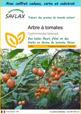Image de SAFLAX Ensemble-cadeau - Arbre à tomates - 50 graines - Cyphomandra