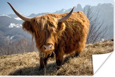 Produktbild von MuchoWow® Poster Schottischer Highlander - Berg - Schnee 90x60 cm - Schlafzimmer