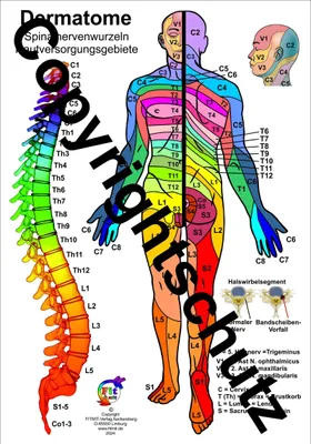 Produktbild von Dermatome der Spinalnerven