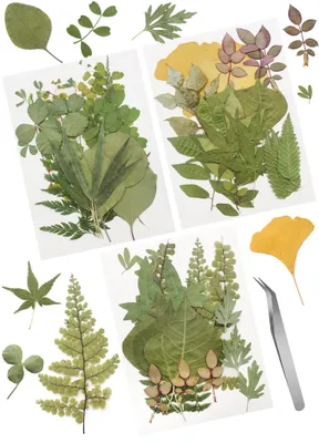 Immagine prodotto di 63 foglie naturali, essiccate e pressate – decorazioni naturali per progetti fai-da-te