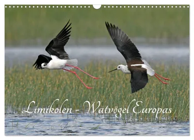 Produktbild von Limikolen - Watvögel Europas (Wandkalender 2027 DIN A3 quer), CALVENDO Monatskalender