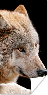 Produktbild von MuchoWow® Poster Brauner Wolf 20x40 cm - Plakat - Foto