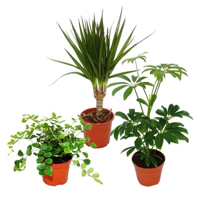 Produktbild von Zimmerpflanzen Set mit 3 Pflanzen - Typ 2 - 9cm