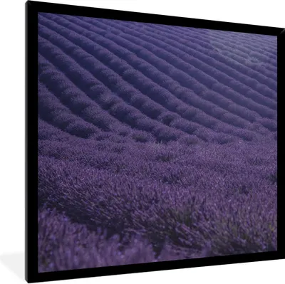 Produktbild von MuchoWow® Gerahmtes Poster Blühendes Lavendelfeld auf sanften Hügeln 40x40 cm - Poster mit Schwarzem Bilderrahmen Wandposter Rahmen Foto Bilder - Mit Rahmen - Wanddekoration Schlafzimmer