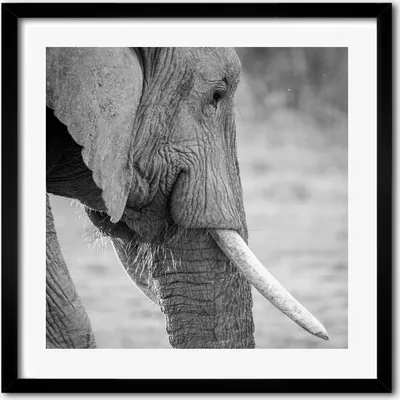 Produktbild von Bild - 50 cm x 50 cm - MDF - Rahmen, Wandkunst - Elefant