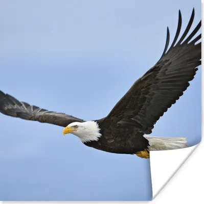 Produktbild von MuchoWow® Poster Ein fliegender Weißkopfseeadler 75x75 cm - Wand Dekoration