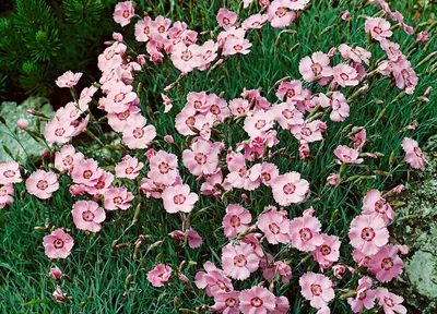 Produktbild von Dianthus gratianop. 'Nordstjernen', Nelke, weiß, ca. 9x9 cm Topf