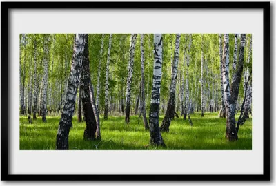 Produktbild von Bild 60x40 MDF-Rahmen Wandkunst Wald Bäume Natur