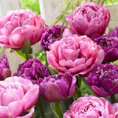 Produktbild von Tulpenzwiebeln Winterhart Mehrjährig - Purple Explosion - 20 Blumenzwiebeln - Echte Pflanzen aus Holland - Tulpen Zwiebeln für Garten, Töpfe und Balkon (große Knollen, kein Samen, nicht künstlich)