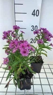 Productafbeelding van 6 x Aster dumosa 'Starlight' - Herfstaster - Pot van 9 x 9 cm
