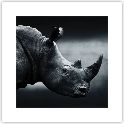 Produktbild von Poster - Poster ohne Rahmen - Nashorn Schwarzweiß Porträt - 30x30 cm - Wand Bild - Wanddeko - Wandbilder - Kunstposter - Wandposter - Bilder - Kunstdruck - Wanddekoration - Wandbild - P2XAC30x30-4347