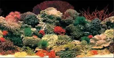 Productafbeelding van FERPLAST aquariumachtergrond, dubbelzijdig, blauw, model 9054, 120x50 cm