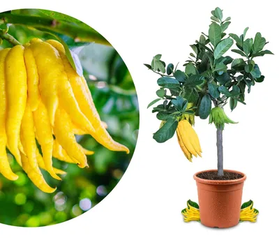 Obrázek produktu pro Elzusha - Citroník "Buddha's Hand". Mezzo - Skutečná citrusová rostlina (70-90 cm)