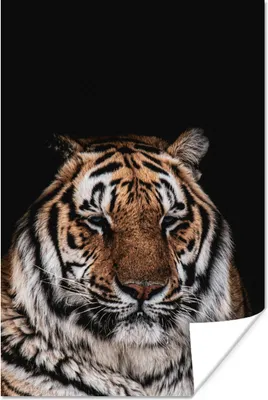 Produktbild von MuchoWow® Poster Tiger - Faulenzer - Schwarz 120x180 cm - Kunstposter