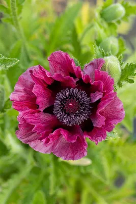 Produktbild von Papaver orientale 'Patty's Plum', Türkischer Mohn, pflaumenfarben, ca. 11x11 cm Topf