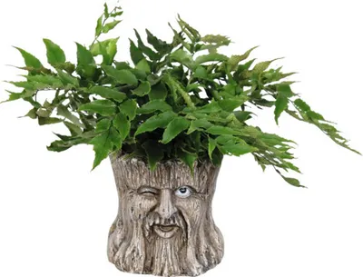 Obrázek produktu pro Srpovice japonská FloraSelf Cyrtomium fortunei var. clivicola květináč Ø 14 cm