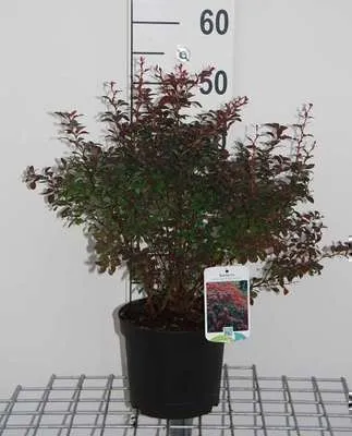 Obrázok produktu pre Berberis thunb. 'Atropurpurea' - Dulovnica 30- 40 cm Kontajner