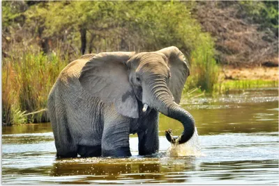 Produktbild von MuchoWow® Poster Elefant - Wasser - Tiere - Natur 60x40 cm - Schlafzimmerdekoration