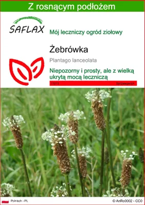 Zdjęcie produktu dla SAFLAX - Żebrówka - 100 Nasiona - Z podłożem uprawowym wolnym od zarazków - Plantago lanceolata