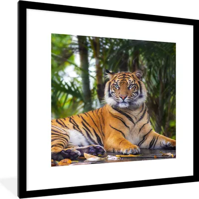 Produktbild von MuchoWow® Gerahmtes Poster Tiger - Tiere - Wald - Dschungel 40x40 cm - Poster mit Schwarzem Bilderrahmen Wandposter Rahmen Foto Bilder - Poster - Plakat im Rahmen