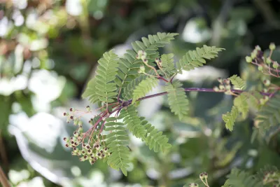 Zdjęcie produktu dla Sorbus koehneana, jarząb Koehnesa, białe jagody, 60-80 cm