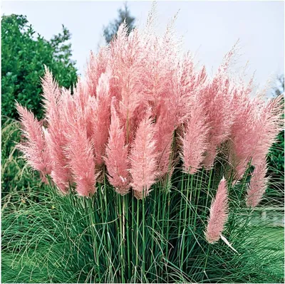 Produktbild von Stauden Gänge 1 x Cortaderia selloana 'Rosea' im XXL Topf - Rosa Pinkes Pampasgras - Luftige Blütenwolken in sanftem Rosé - Winterhart - Mehrjährig