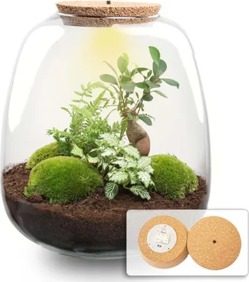 Obrázek produktu pro "Emma" zahrada z láhve - sada s LED korkovým víkem - Ø23cm ↕25cm - DIY rostlinné terárium s fíkusem ženšenem bonsají, kapradinou a fittonií bílým tygrem - soběstačný mini ekosystém ze skla