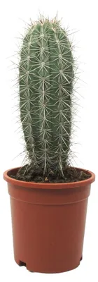 Obrázek produktu pro Grey Giant - Sloupovitý kaktus - Pachycereus pringley - snadná péce - 17cm solitérní rostlina