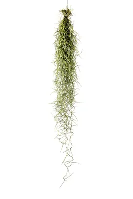 Obrázek produktu pro Gardners Tillandsia usneoides