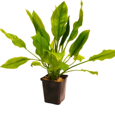 Produktbild von Mutterpflanze Bleher's Schwertpflanze (Echinodorus bleheri)  30-40cm