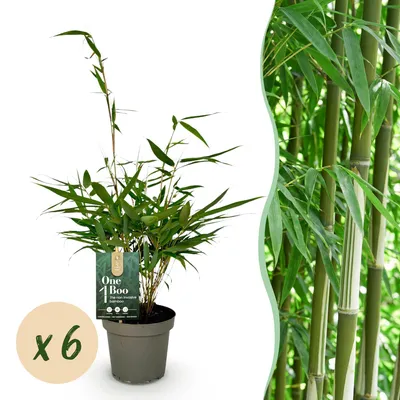 Image de Bambou Fargesia robusta Pingwu, bambou de jardin à feuilles persistantes, non envahissant, vert