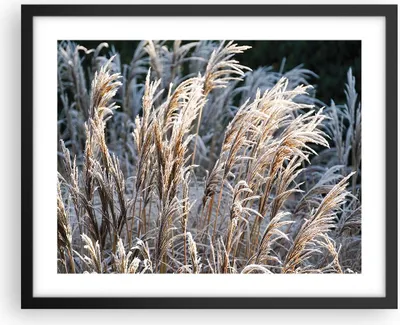Produktbild von Gerahmtes Poster - Schwarzer Rahmen - Stock Ähren Boho - 50x40 cm - Wand Bild - Wanddeko - Wandbilder - Kunstposter - Wandposter - Bilderrahmen - Bilder - Kunstdruck - Wanddekoration - P2BAA50x40-4523