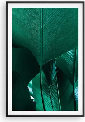 Produktbild von Gerahmtes Poster - Schwarzer Rahmen - Blätter Palmen Banane - 61x91,5 cm - Wand Bild - Wanddeko - Wandbilder - Kunstposter - Wandposter - Bilderrahmen - Bilder - Kunstdruck - P2BPA61x91-4694