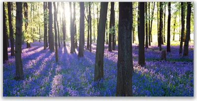 Produktbild von Tulup Leinwand-Bilder 140x70 Wandbild Canvas Kunstdruck Wald Natur