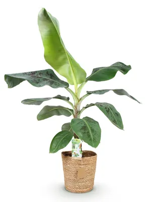 Immagine prodotto di Pianta di banana Musa acuminata Dwarf Cavendish, 70-75 cm, 21 cm, con vaso, facile da curare