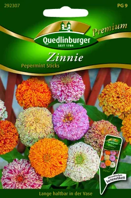 Produktbild von Zinnien Pepermint Sticks | Zinniensamen von Quedlinburger