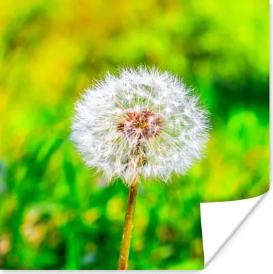 Produktbild von MuchoWow® Poster Löwenzahn - Gras - Blume 100x100 cm - Babyzimmer