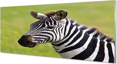 Produktbild von Glasbilder 125x50 Wandkunst Zebra