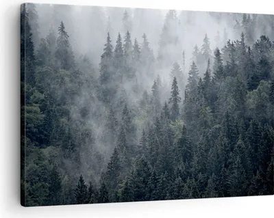 Produktbild von Bild auf Leinwand - Leinwandbild - Wald Baum Natur - 70x50cm - Wand Bild - Wanddeko - Wandbilder - Leinwanddruck - Bilder - Kunstdruck - Wanddekoration - Leinwand bilder - Wandkunst - AA70x50-4074
