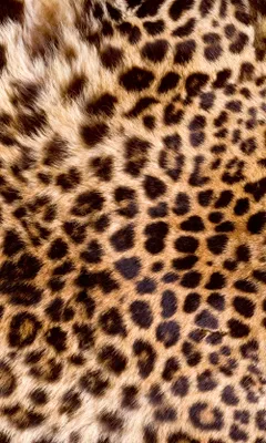 Produktbild von Fototapete - Leopard Skin 150x250cm - Vliestapete