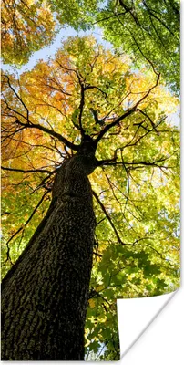Produktbild von MuchoWow® Poster Baum - Natur - Wald 20x40 cm - Plakat - Foto