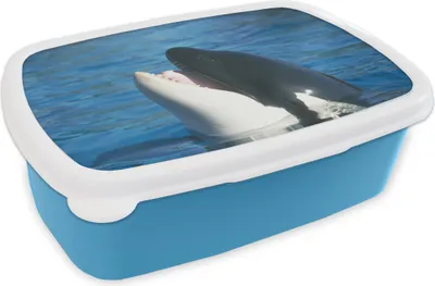 Obrázek produktu pro KitchenYeah® Lunchbox Box na oběd 17x11 cm Kosatka u vodní hladiny Dětský box na oběd - Oběd - Plastový - Box na sendvič - Box na oběd pro děti