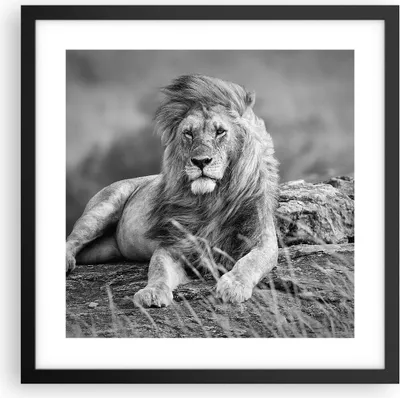 Produktbild von Gerahmtes Poster - Schwarzer Rahmen - Löwe Tier Natur - 40x40 cm - Wand Bild - Wanddeko - Wandbilder - Kunstposter - Wandposter - Bilderrahmen - Bilder - Kunstdruck - Wandbild - P2BAC40x40-3931