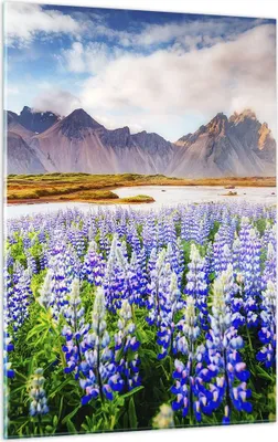 Produktbild von Bilder auf glas - Einteilig - Berge Wiese Blumen - 50x70cm - Glasbilder - Wandbilder - Bilder - zum Aufhängen bereit - Wanddekoration aus Glas - Glas Bilder - Wandbild auf Glas - GPA50x70-4114