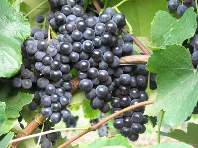 Produktbild von Vitis labrusca Isabella Weinrebe | Weintraube Tafeltraube Isabella