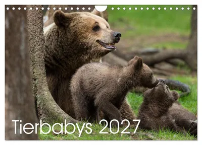 Produktbild von Tierbabys 2027 (Wandkalender 2027 DIN A4 quer), CALVENDO Monatskalender