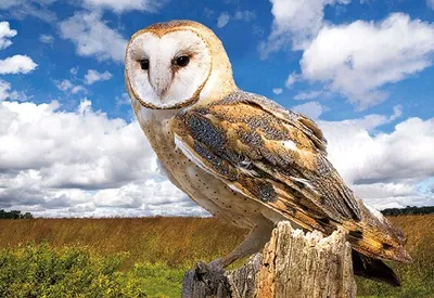 Produktbild von 3 D Ansichtskarte Schleiereule, Postkarte Wackelkarte Hologrammkarte Tiere Tier Vogel Eulen